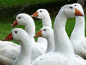 geese