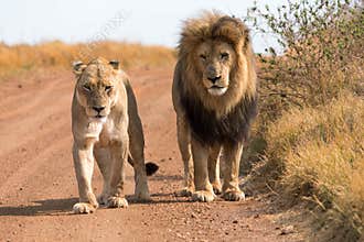 Couple of lions