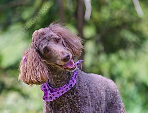 Happy Poodle with purple hair bows and neck scarf