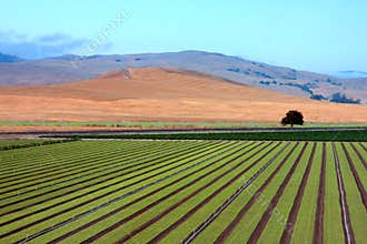 Agriculture