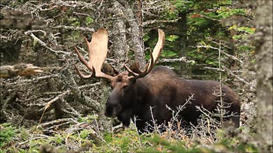 Bull Moose Close Up Portrait Standing in Forest Clearing