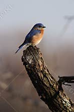 Eastern Blue Bird