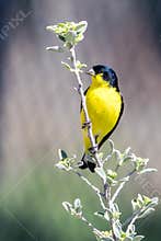 Lesser Goldfinch Resting on a Texas Sage