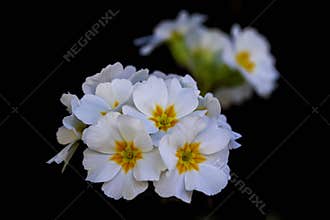A cluster of spring crocuses