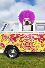 Funny Hippie Dog, VW Peace Bus Van
