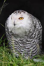 Snow owl