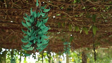 Turquoise jade vine emerald high definition stock footage