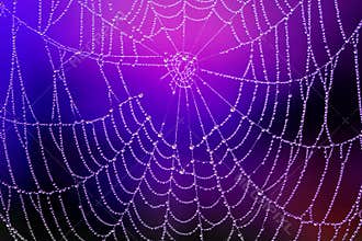 Spiderweb with Dew Drops