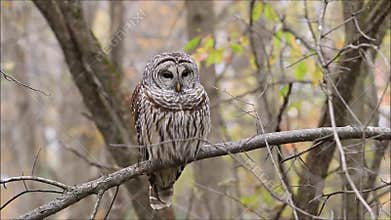 Barred Owl Sitting On Perch