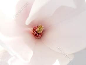 white magnolia inside