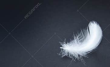 Feather