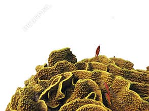 Isolated Hard coral