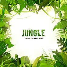 Jungle Tropical Decoration Background