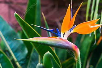 Bird of Paradise flower Strelitzia reginae in Botanical garden