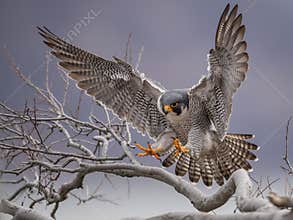 Peregrine Falcon