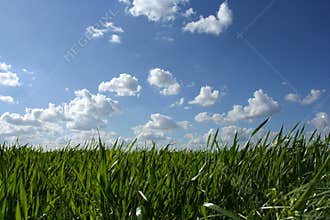Grass and cloudy sky