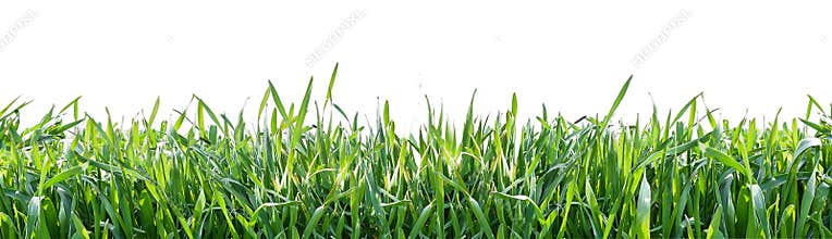 Green grass isolated on white background. Natural background