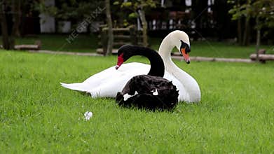 Mute Swan White and Black Swan
