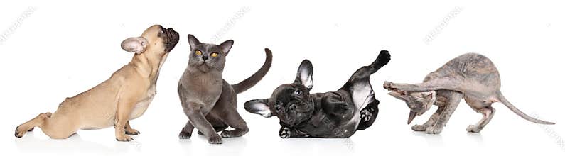 Group of cats and dogs in yoga poses