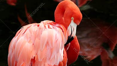 Flamingos at the zoo