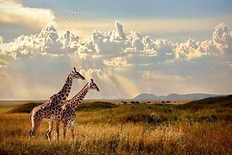 Group of giraffes in the Serengeti National Park. Sunset background. Sky with rays of light in the African savannah.