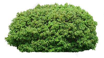 Green bush isolated on white background