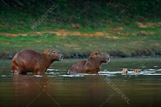Capybara, family with two young, biggest mouse in water with evening light during sunset, Pantanal, Brazil. Wildlife scene from na