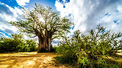 Sun shining through a Baobab Tree in Kruger National Park