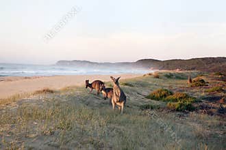 Kangaroos Grazing on Beach