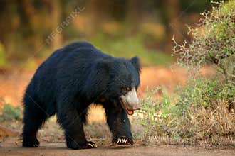 Sloth bear, Melursus ursinus, Ranthambore National Park, India. Wild Sloth bear nature habitat, wildlife photo. Dangerous black an