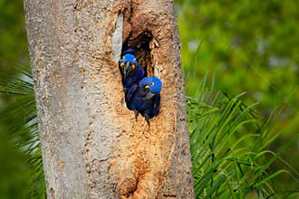 Hyacinth Macaw, two birds nesting, in tree nest cavity, Pantanal, Brazil, South America. Detail portrait of beautiful big blue par