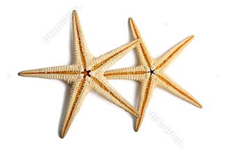 Starfish
