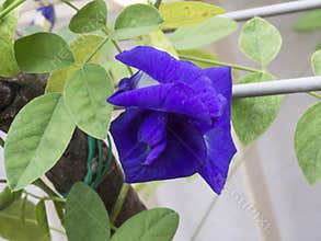 Multi petal butterfly pea flower