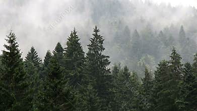 Pine tree forest in the fog