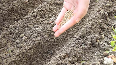 Sowing seeds in row with the hand