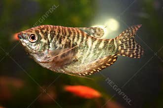 Marble gourami