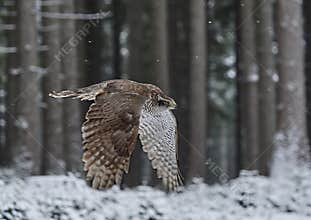 Northern Goshawk Accipiter gentilis