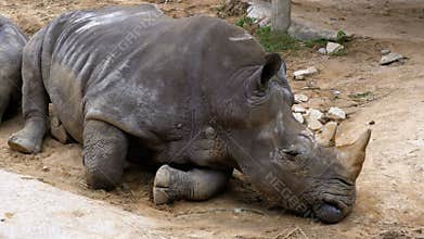 Rhinoceros lies on the ground at the Khao Kheow Open Zoo. Thailand