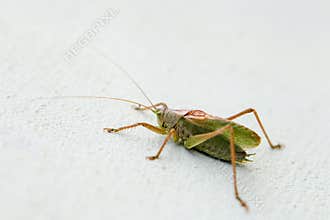 Grasshoppper on a white background latin Caelifera