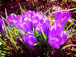 Sunlit March Purple Crocuses