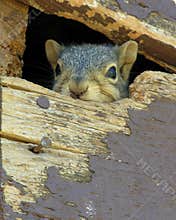 Squirrel's in the Attic