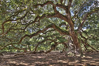 Ancient live oak tree