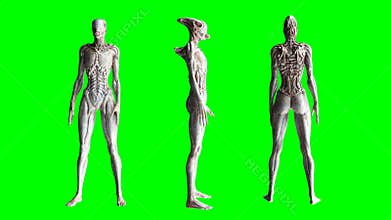 Scary, horror monster. Fear concept. Green screen isolate. Realistic 4K animation.