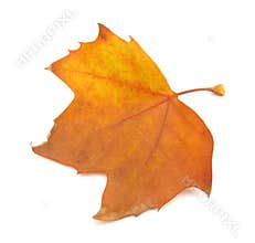 Platanus tree leaf