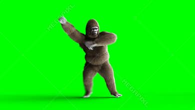 Funny brown gorilla dancing. Super realistic fur and hair. Green screen 4K animation.