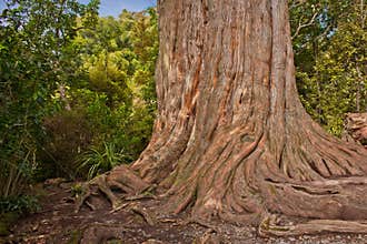 Kauri tree in Waipoua forest in New Zealand
