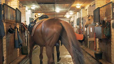 Young female jockey is leading a brown horse away through the stables