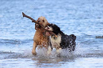 Dog Teamwork - Fetching a Stick