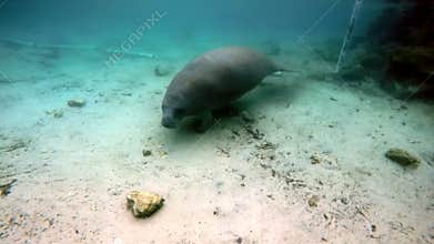 Sea cow manatee underwater in Crystal River.
