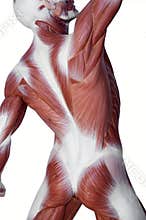 Muscle man anatomy